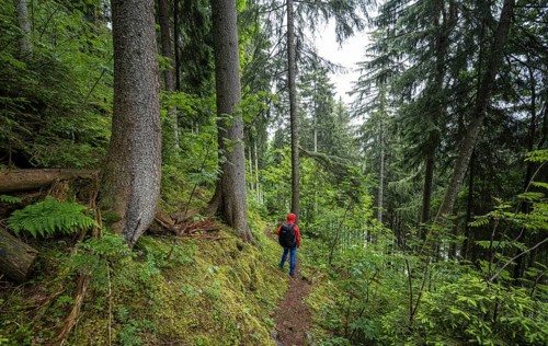 Hiker in the forest