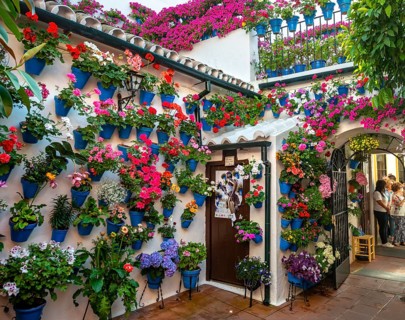 Many red geraniums in blue flower pots on the house wall