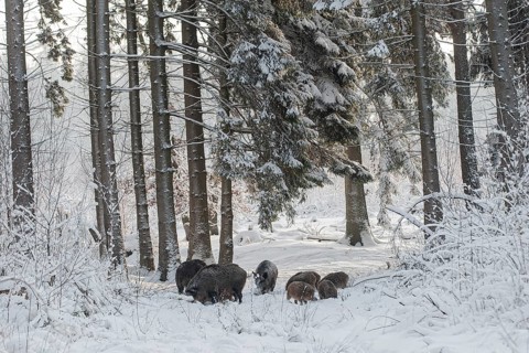 Wild boar