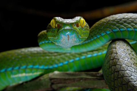 Large eyed Pit viper