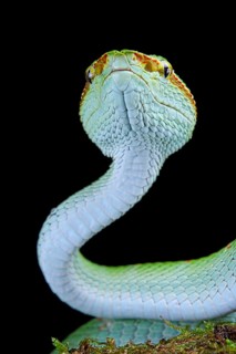 North Philippine Temple Pit Viper