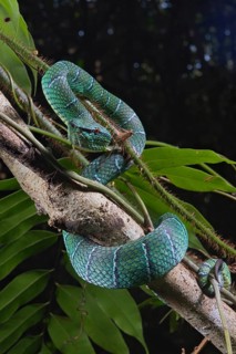 North Philippine Temple Pit Viper