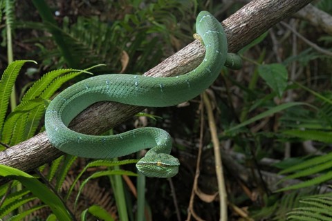 North Philippine Temple Pit Viper