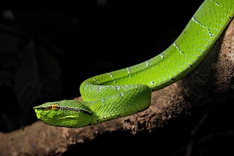 North Philippine Temple Pit Viper