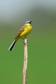 Yellow Wagtail