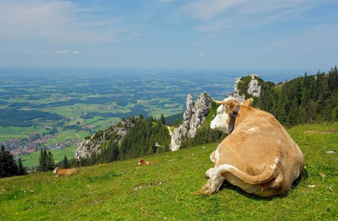 Domestic cattle