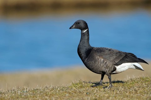 Brent Goose