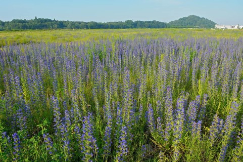 Common viper's bugloss