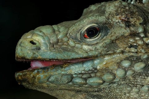 Rhinoceros Iguana