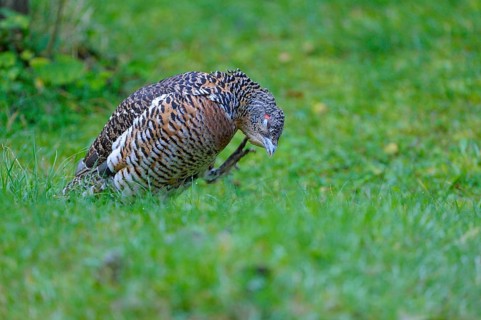 Capercaillie