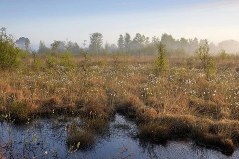 Morning atmosphere in the moor