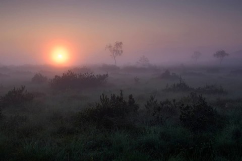 Morning atmosphere in the moor