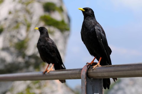 Alpine chough