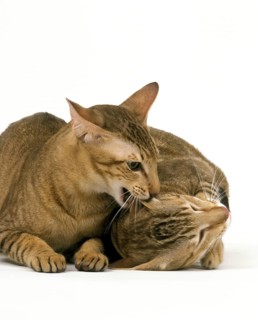 Brown tabby oriental house cats