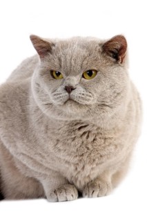 Purple British Shorthair domestic cat