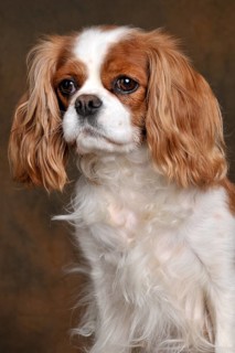 Kavalier King Charles Spaniel