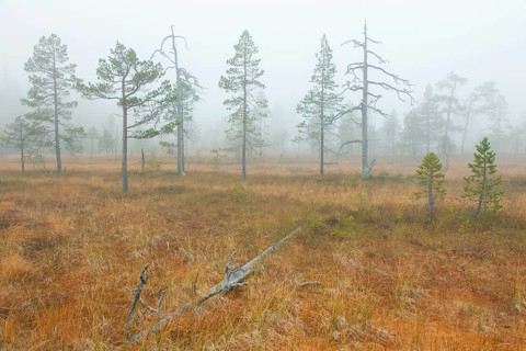 Old pines