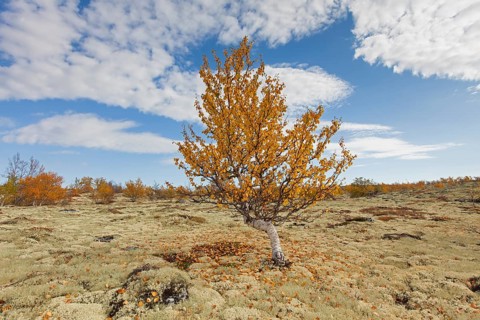White birch