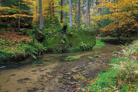 The Kirnitzsch flows through the Kirnitzschtal