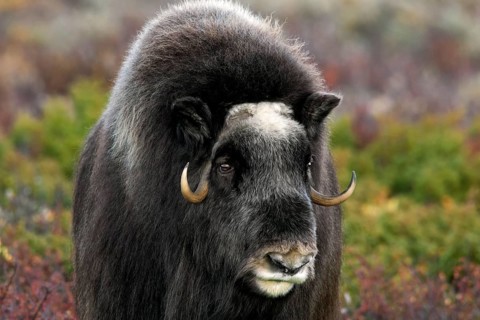 Musk ox
