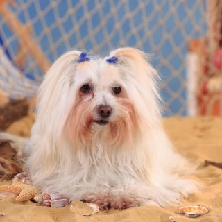 Coton de Tulear