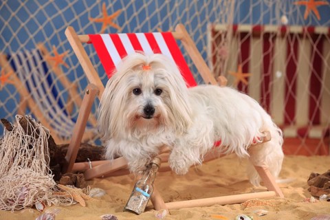 Coton de Tulear