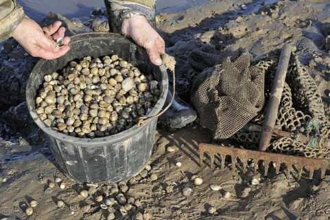 Bucket of fresly collected Common Cockles