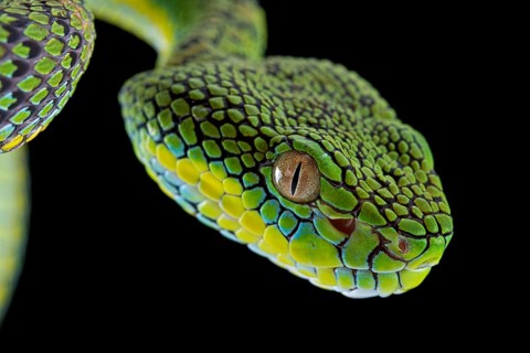 Palawan Pit Viper
