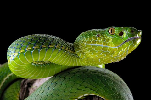 Pope's Pitviper