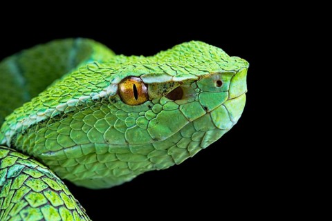North Philippine Temple Pit Viper