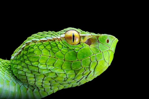 North Philippine Temple Pit Viper