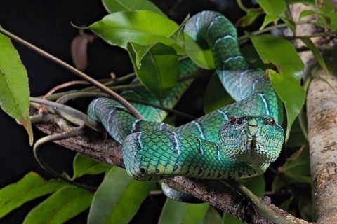 North Philippine Temple Pit Viper