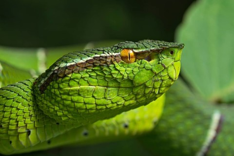 North Philippine Temple Pit Viper