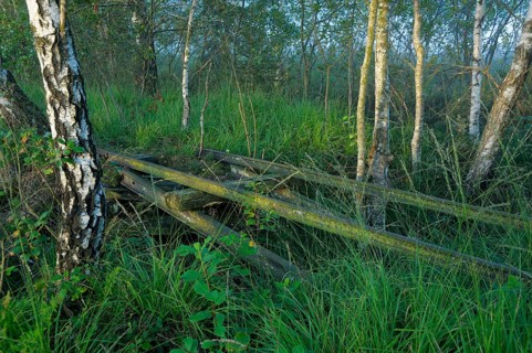 Old tracks of the moor railway