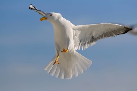 Herring Gull
