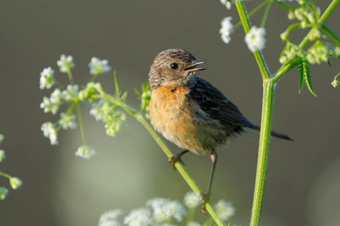 Stonechat