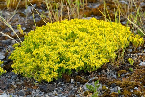 Common stonecrop