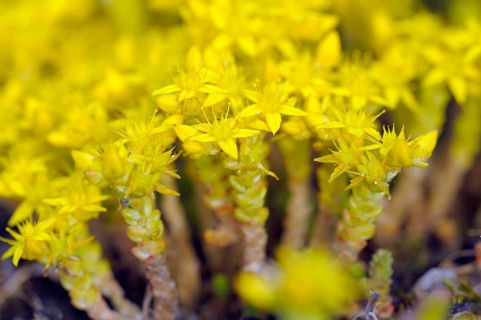 Common stonecrop
