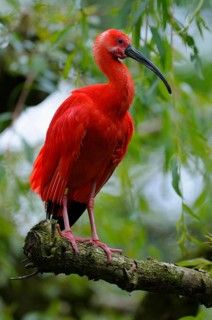 Scarlet Ibis