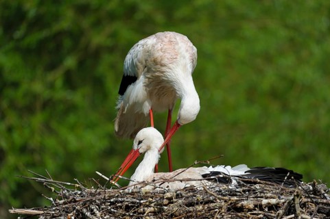 White stork