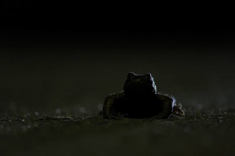 Common toad