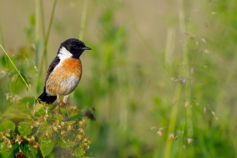 Stonechat