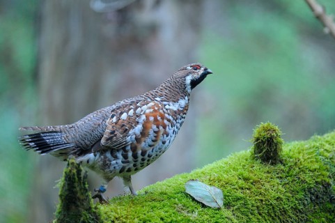 Hazel grouse