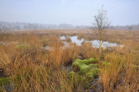 Morning atmosphere in the bog