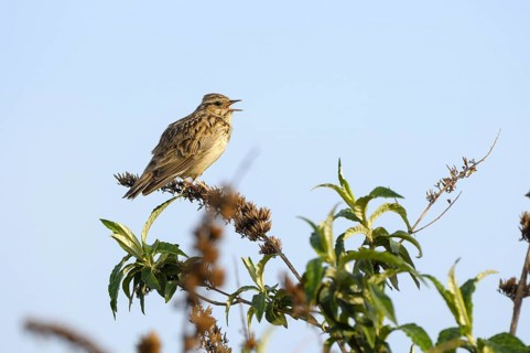 Woodlark