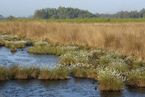 Landscape in a bog