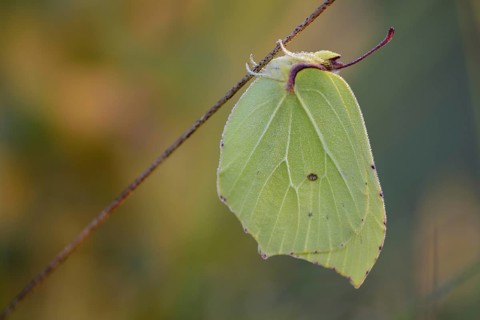 Lemon butterfly