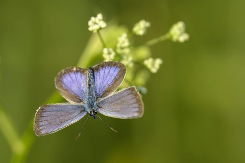 Argus blue butterfly