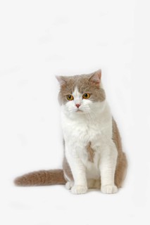 Purple and white British shorthair domestic cat