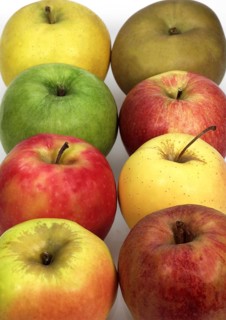 Malus domestica